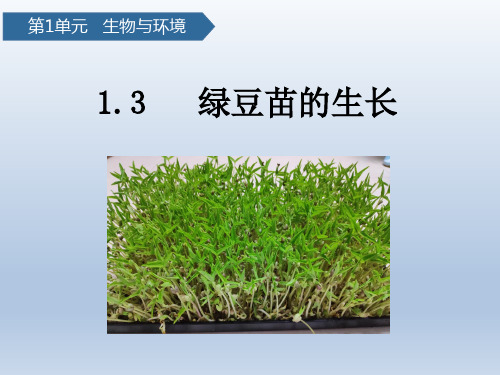 教科科学五下1-3绿豆苗的生长