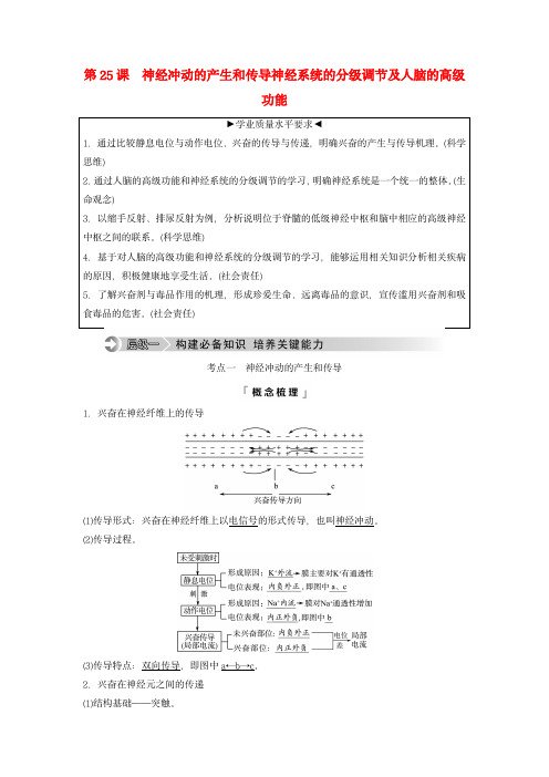 2024版高考生物总复习：神经冲动的产生和传导神经系统的分级调节及人脑的高级功能