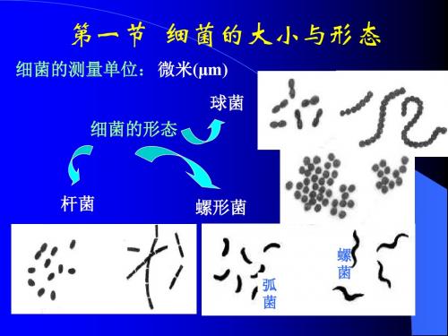 第1章细菌的生物学性状-1