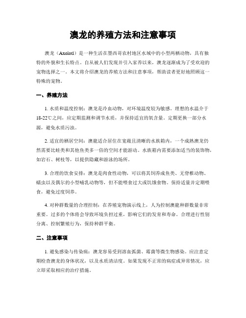 澳龙的养殖方法和注意事项