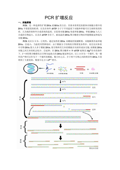 PCR扩增实验操作步骤