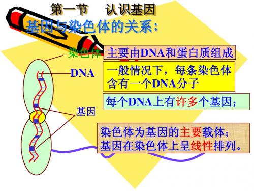 基因的表达课件