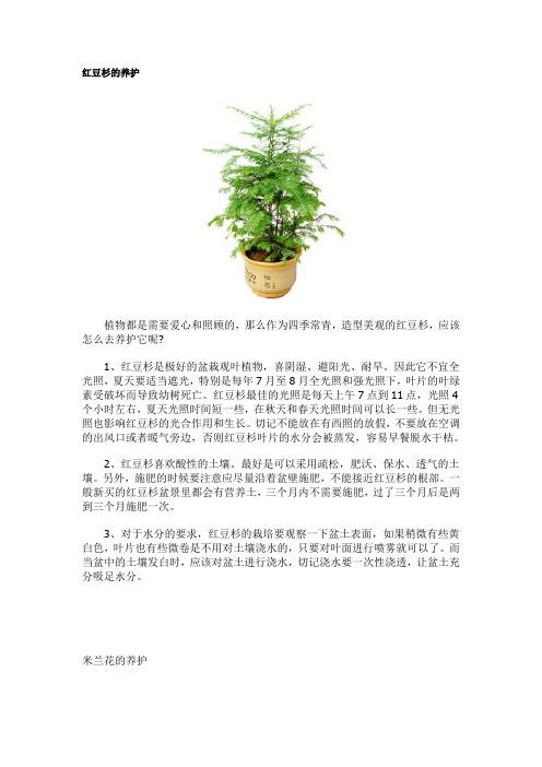 红豆杉的养护