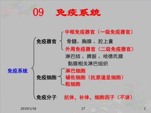 解剖生理课件——免疫系统汇总