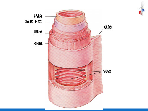 消化—小肠内消化(人体解剖生理学)