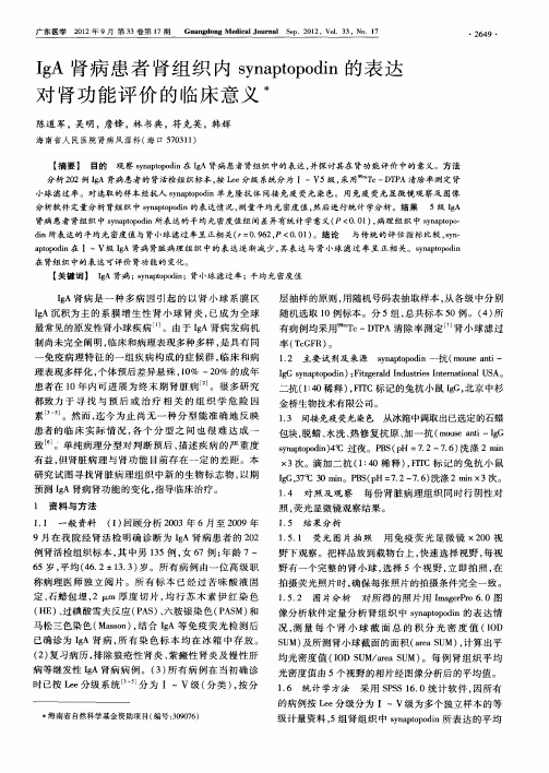 IgA肾病患者肾组织内synaptopodin的表达对肾功能评价的临床意义