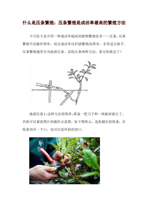 什么是压条繁殖：压条繁殖是成活率最高的繁殖方法