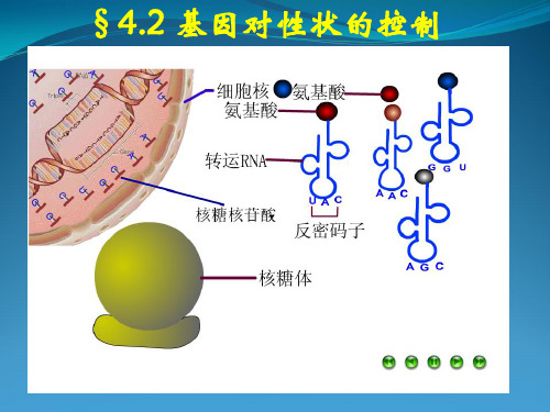 2016-2017学年人教版必修二4.2基因对性状控制 课件 (24张)