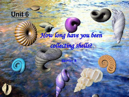 人教版初二八年级英语下册 unit 6 how long have you been collecting shells bPPT课件