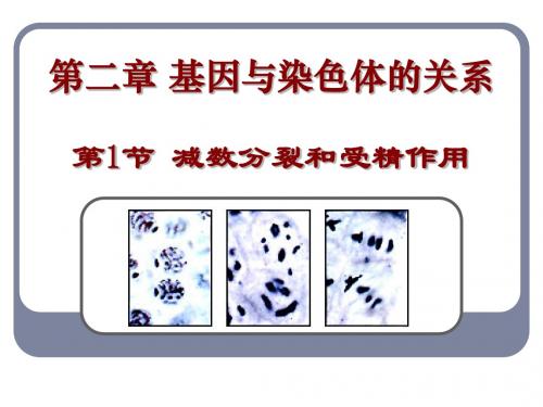 减数分裂课件