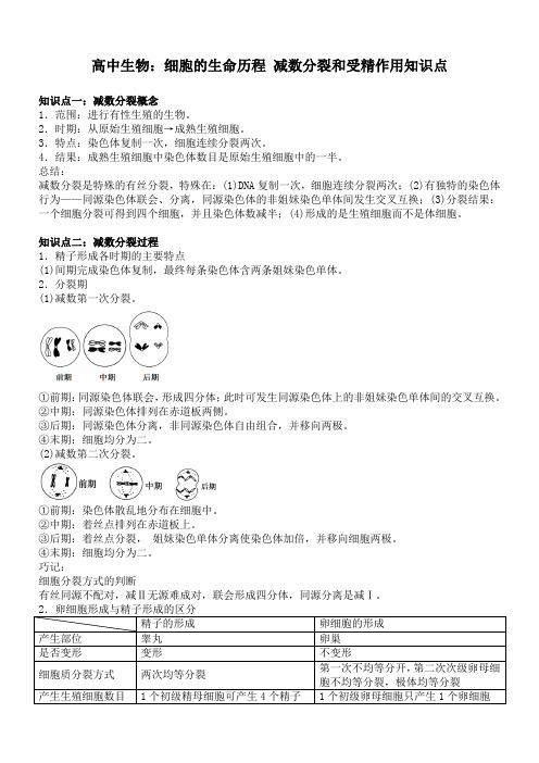 高中生物：细胞的生命历程 减数分裂和受精作用知识点