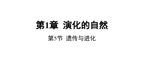 遗传与进化课件浙教版科学九年级下册