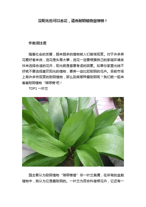 没阳光也可以养花，请看耐阴植物琅琊榜！