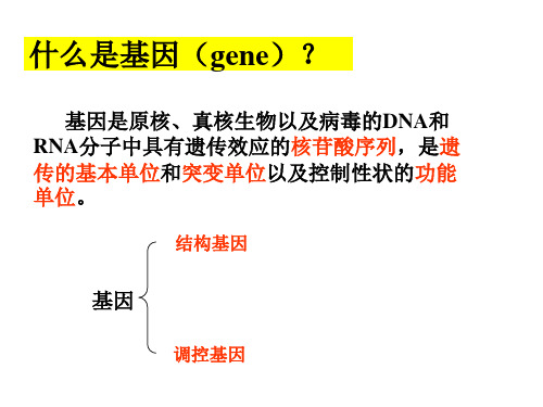 基因的概念及发展ppt课件