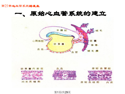 心血管系统发生