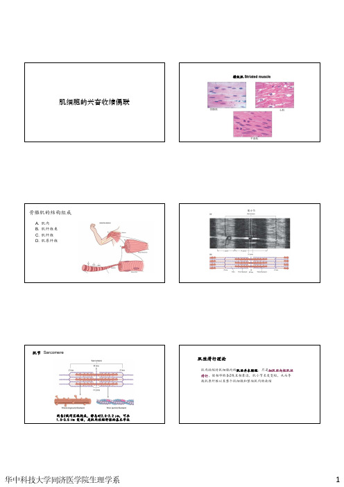 2.9 肌细胞的兴奋收缩偶联 PPT