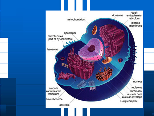 细胞生物学翟中和编 第十章 细胞核与染色体