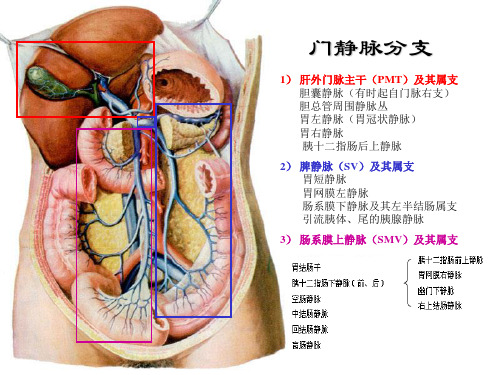 腹部血管解剖参考课件