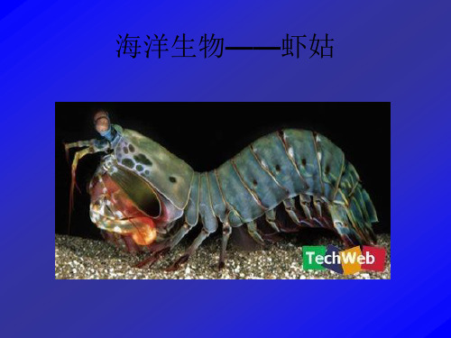 海洋生物虾姑讲解