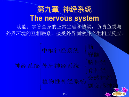 第九章  神经系统  鱼类生物学 教学课件