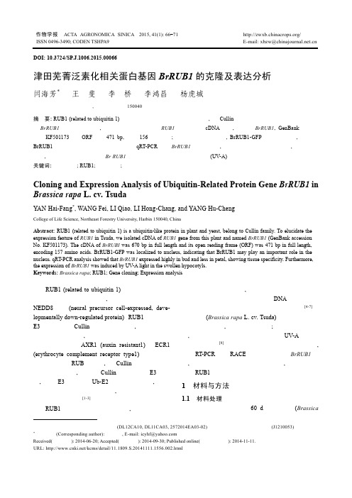 津田芜菁泛素化相关蛋白基因BrRUB1的克隆及表达分析