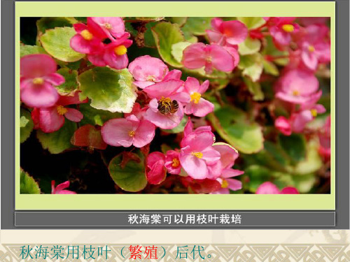《植物新生命的开始》作业