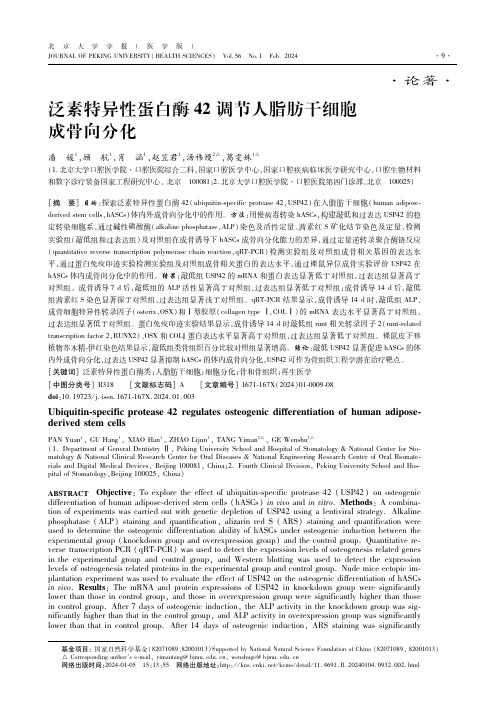 泛素特异性蛋白酶42调节人脂肪干细胞成骨向分化