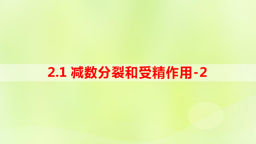  2024春高中生物第2章基因和染色体的关系2.1减数分裂和受精作用第2课时课件新人教版必修2