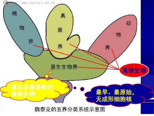 高中生物原生生物界PPT精选课件 北京版