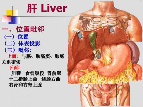 肝胆门V