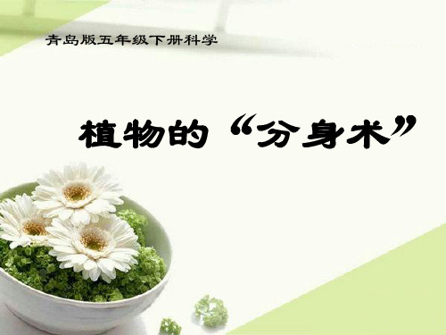 (五下)科学PPT课件14植物的“分身术” 青岛版(六年制) (14张)