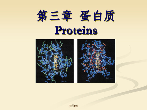 食品生物化学第3章 蛋白质