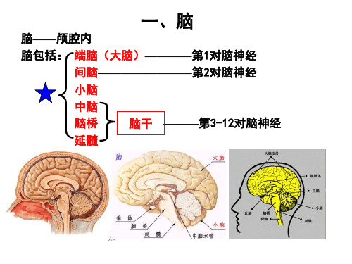 系统解剖学大脑