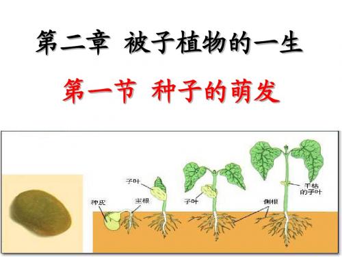 人教版七上第三单元第二章第一节种子的萌发(共44张PPT)