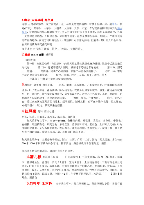 天南星 菊科
