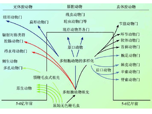 大学生物无脊椎动物总复习 演化 总结