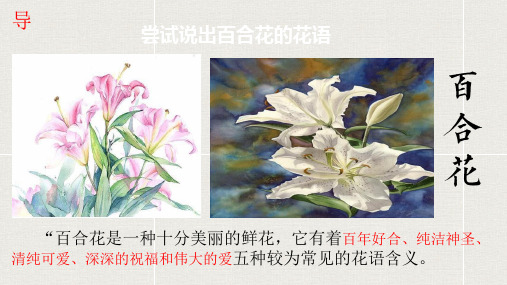 《百合花》ppt课件