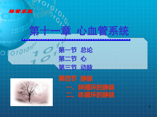 《心血管系统静脉》PPT课件 (2)