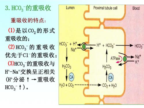 第八章 肾脏-2