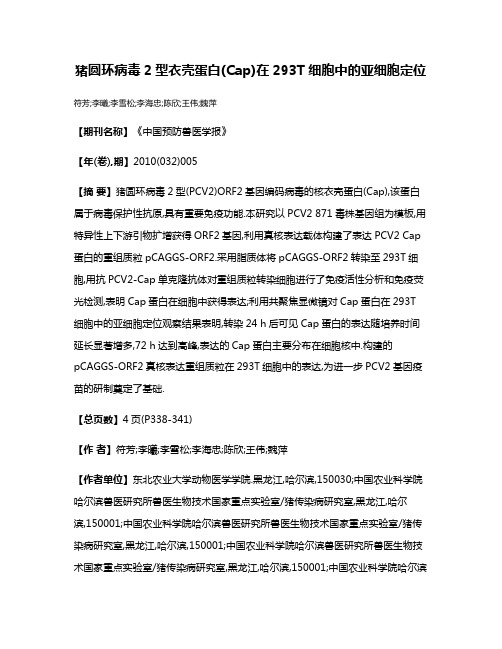 猪圆环病毒2型衣壳蛋白(Cap)在293T细胞中的亚细胞定位