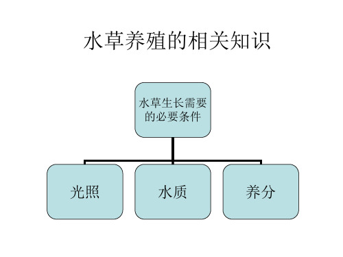 水草养殖的相关知识(专业级)