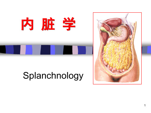 内脏学总论和消化系统剖析讲解