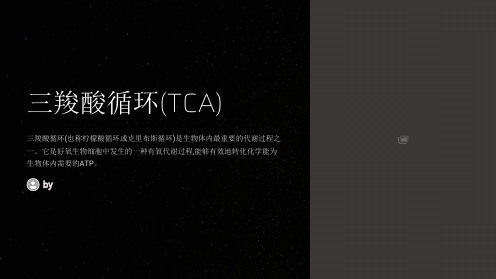 三羧酸循环(TCA)(课堂PPT)