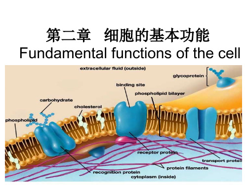 第二章   细胞的基本功能