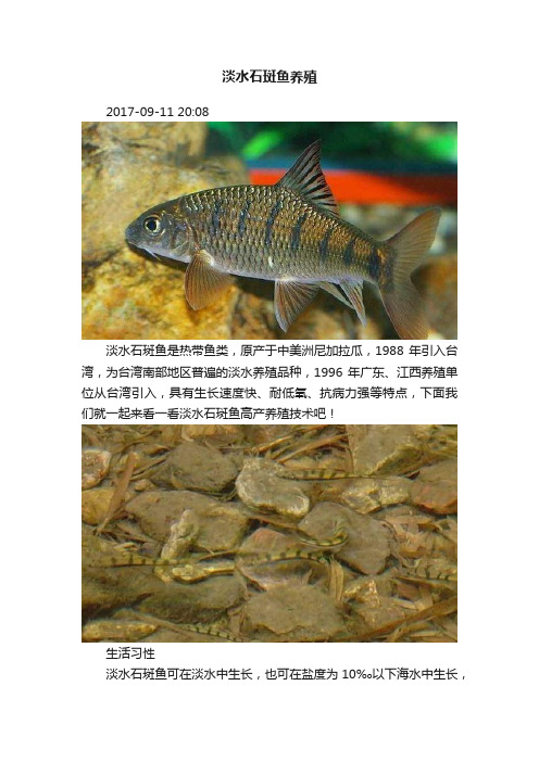 淡水石斑鱼养殖