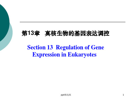 真核生物的基因表达调控ppt课件