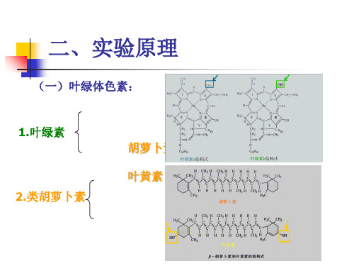 实验三叶绿体色素的提取、分离和性质分析ppt课件