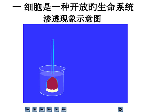 质壁分离实验