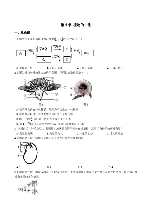 2020-2021学年浙教版七年级科学下册 1.4  植物的一生