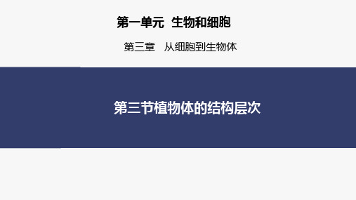 植物体的结构层次课件 2024-2025学年人教版生物七年级上册